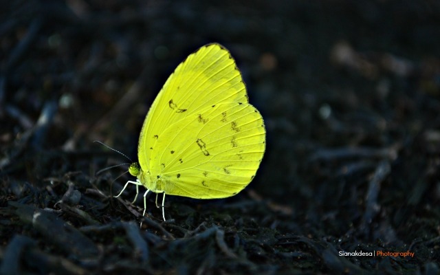 Three-Spot Grass Yellow